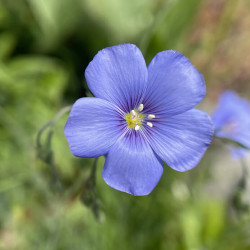 Linum perenne