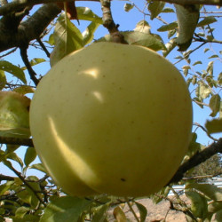 Pommier Golden Delicious