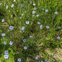 Linum perenne