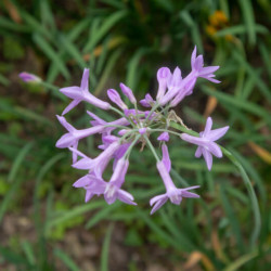 Tulbaghia violacea ‘Flamingo‘