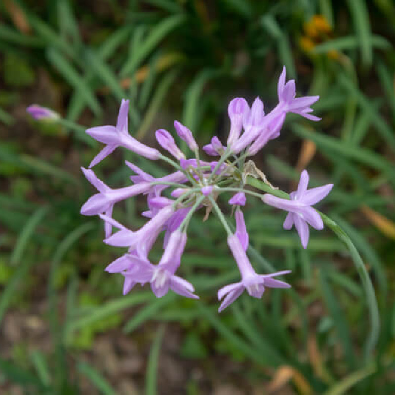 Tulbaghia violacea ‘Flamingo‘