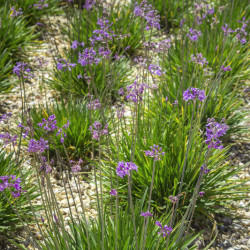 Tulbaghia violacea ‘Flamingo‘