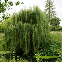 Salix alba ‘Tristis’ - Saule pleureur