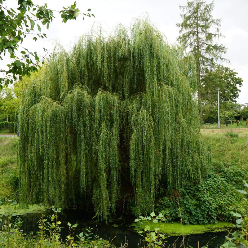 Salix alba ‘Tristis’ - Saule pleureur