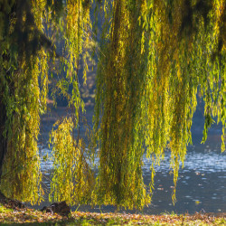 Salix alba ‘Tristis’