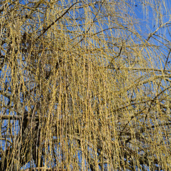 Salix alba ‘Tristis’