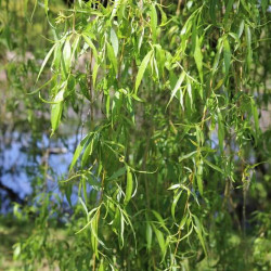 Salix alba ‘Tristis’