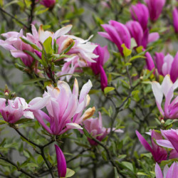 Magnolia liliflora ‘Nigra’