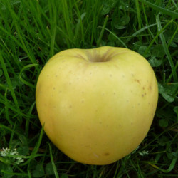 Pommier Golden Delicious