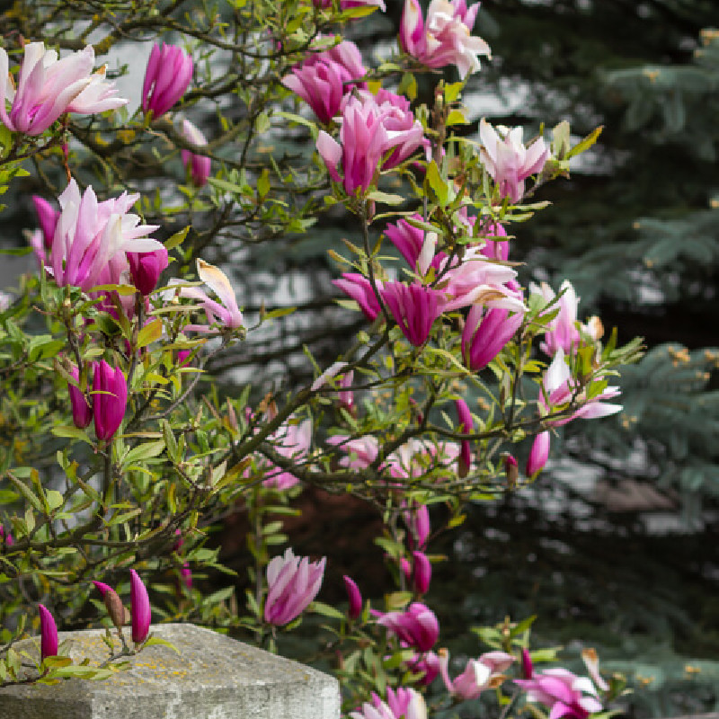 Magnolia liliflora ‘Nigra’