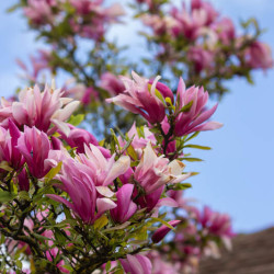 Magnolia liliflora ‘Nigra’