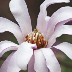 Magnolia loebneri ‘Leonard Messel’