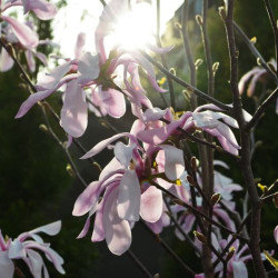 Magnolia loebneri ‘Leonard Messel’