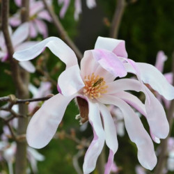 Magnolia loebneri ‘Leonard Messel’