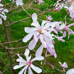 Magnolia loebneri ‘Leonard Messel’