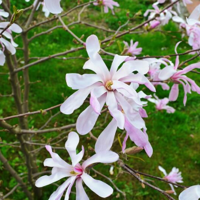 Magnolia loebneri ‘Leonard Messel’