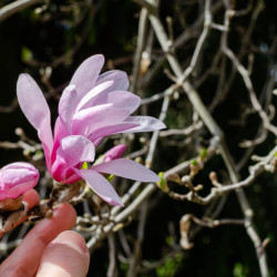 Magnolia loebneri ‘Leonard Messel’