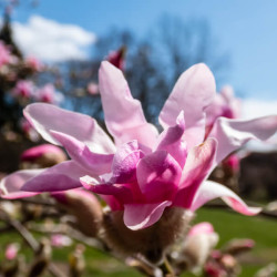 Magnolia stellata ‘Rosea‘