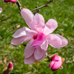 Magnolia stellata ‘Rosea‘