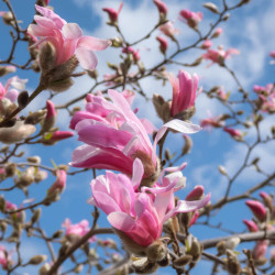 Magnolia stellata ‘Rosea‘