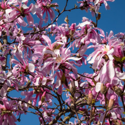 Magnolia stellata ‘Rosea‘