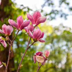 Magnolia ‘Daybreak’