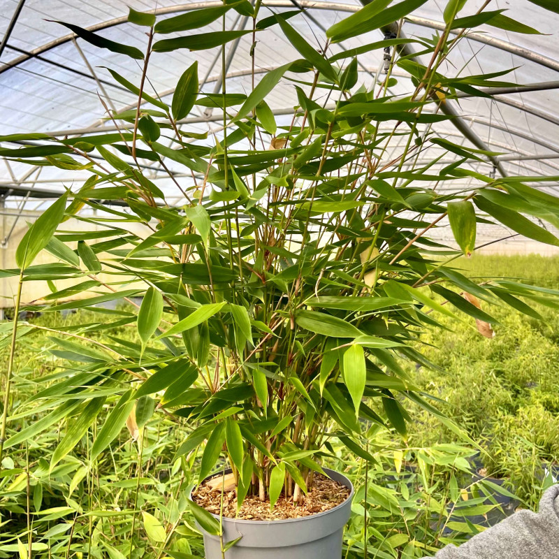 Fargesia robusta ‘Wolong’