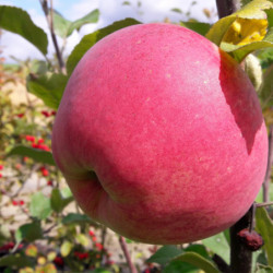 Malus domestica ‘Grand Alexandre’ - Pommier