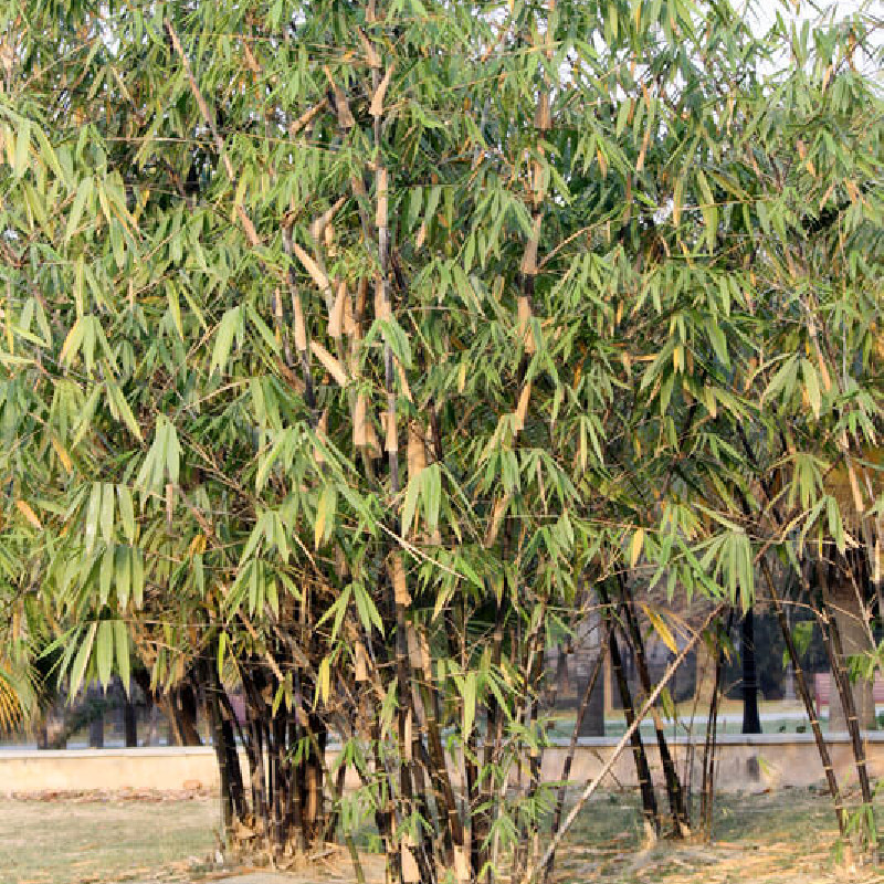 Phyllostachys nigra