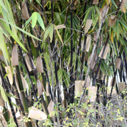 Phyllostachys nigra