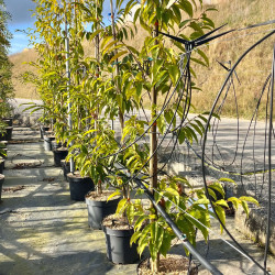 Carpinus japonica Chinese Lantern