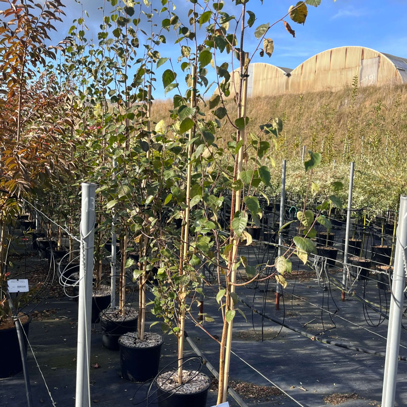 Betula utilis  ‘Doorenbos’