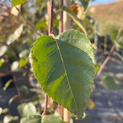 Betula utilis  ‘Doorenbos’