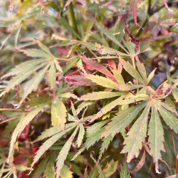 Acer palmatum Jerre Schwartz