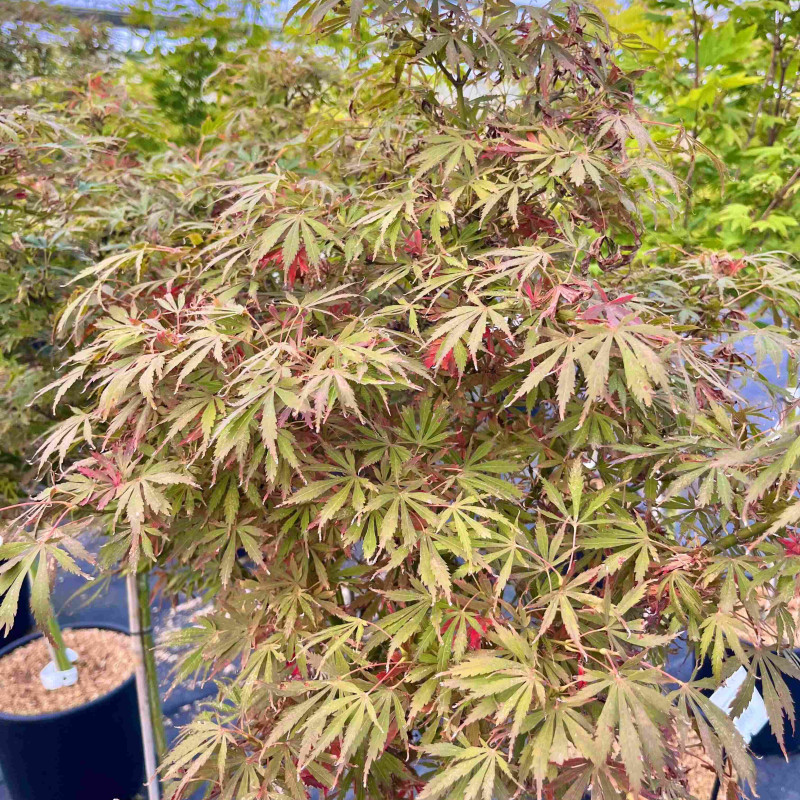 Acer palmatum Jerre Schwartz