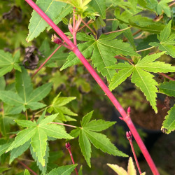 Acer palmatum ‘Sangokaku’ - Erable du Japon