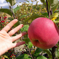 Malus domestica ‘Grand Alexandre’ - Pommier