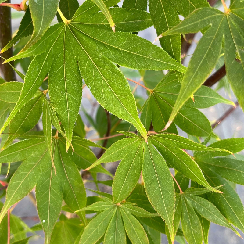 Acer palmatum Osakazuki