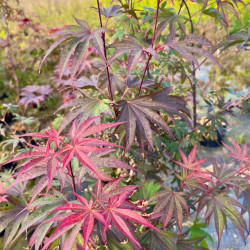 Acer palmatum ‘Bloodgood’ - Érable du Japon