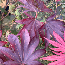 Acer palmatum ‘Bloodgood’ - Érable du Japon