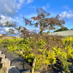 Acer palmatum ‘Dissectum Garnet’ - Érable du Japon