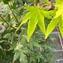 Acer palmatum ‘Aureum’