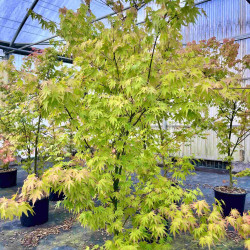 Acer palmatum ‘Orange Dream’ - Érable du Japon