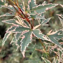 Acer palmatum Kagiri-nishiki