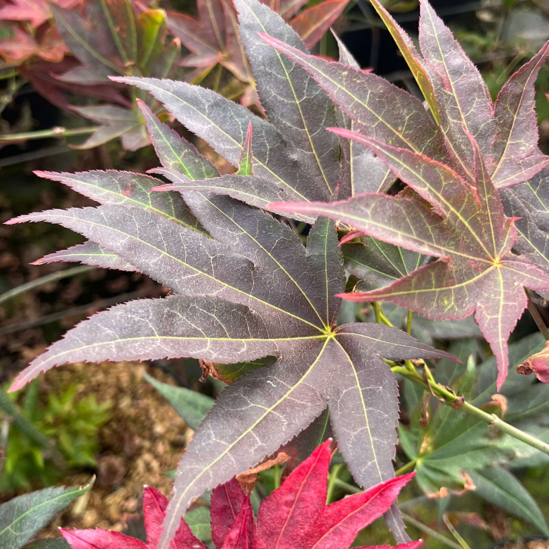 Acer palmatum Shojo nomura