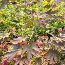 Acer palmatum Shojo nomura