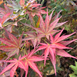 Acer palmatum Shojo nomura