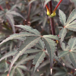 ACER PALMATUM ‘YEZO-NISHIKI’ - Érable du Japon