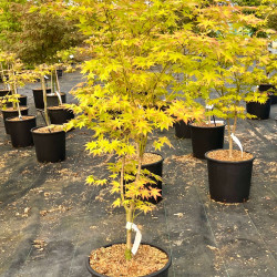 Acer palmatum Summer Gold