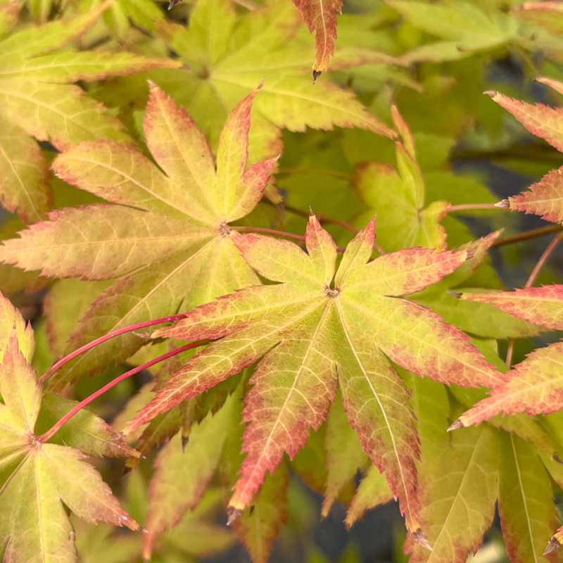 Acer palmatum Summer Gold